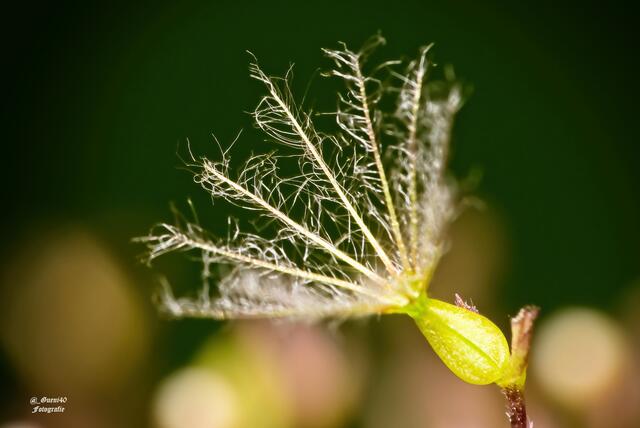 .....oder ist es die Leichtigkeit......