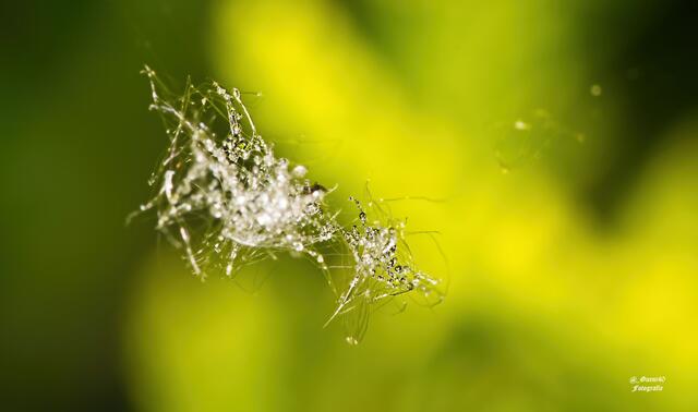 ...........oder mit den Morgentautröpfchen belegt.....