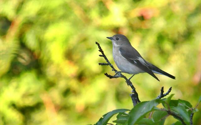 Ein Trauerschnäpper im Garten. Früher war er häufiger, jetzt ist der kleine hübsche Vogel selten geworden und etwas Besonderes