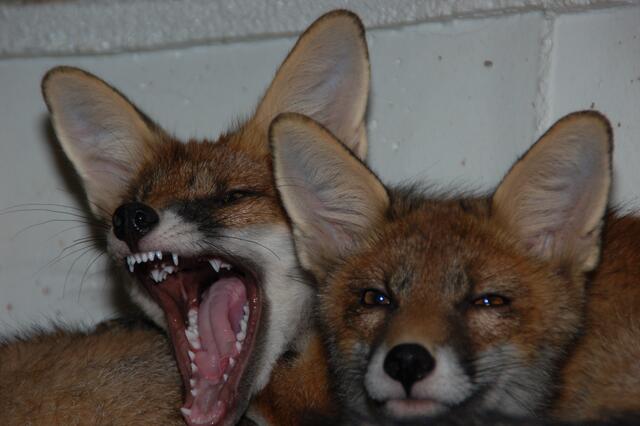 Die beiden Jungfüchse Illy und Nespresso blinzeln verschlafen in die Kamera, nachdem sie die ganze Nacht ihre „Fuchs-Ersatzmama“ wach gehalten haben und jetzt endlich schlafen gehen - wenn die Sonne aufgeht.