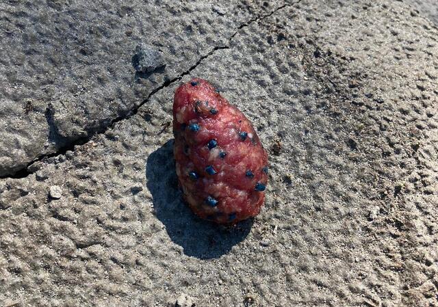 Dieser Köder wurde an der Salzach gefunden. 