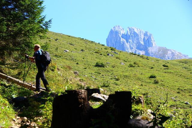 Die Wanderung zur Stuhlalm ist gut beschildert (Wanderwege 313, 630). Eine familientaugliche Forststraße führt direkt zur Alm. Über kleinere Steige kann man den Weg abkürzen.  | Foto: Maria Tiefenbacher-Schöndorfer