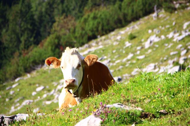 Das Almengebiet auf der Stuhlalm besticht durch seine landschaftliche Schönheit. | Foto: Maria Tiefenbacher-Schöndorfer