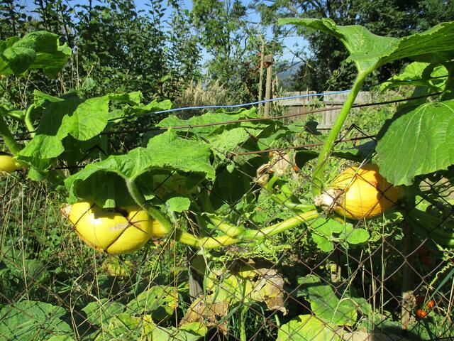 Kürbise im Gartenzaun