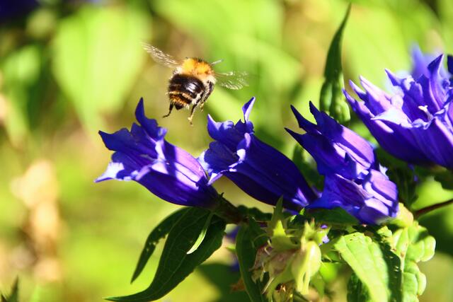 Fauna und Flora am Wegesrand zur Stuhlalm. | Foto: Maria Tiefenbacher-Schöndorfer