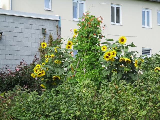 noch blühen sie wunderschön