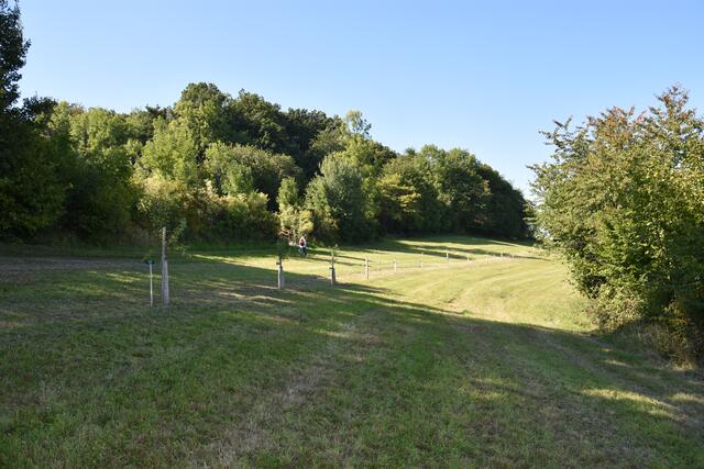 Die 25 regionaltypischen Obstbäume. 