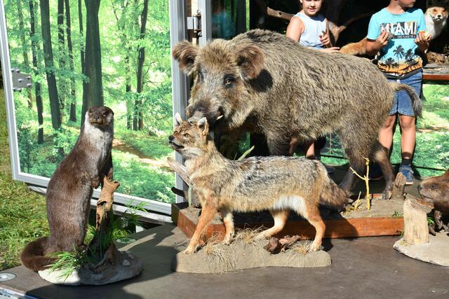 Die "Werkstatt-Natur" brachte den Interessierten die Tiere des Waldes näher.
