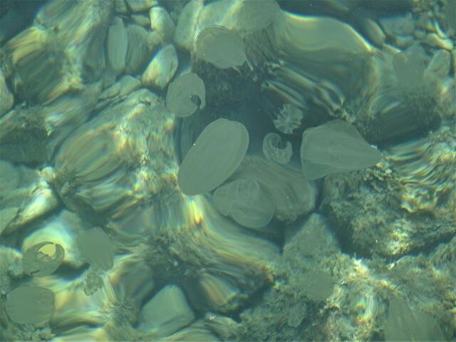 Unmengen durchsichtiger, schleimiger Quallen verderben das Schwimmvergnügen in der Oberen Adria!