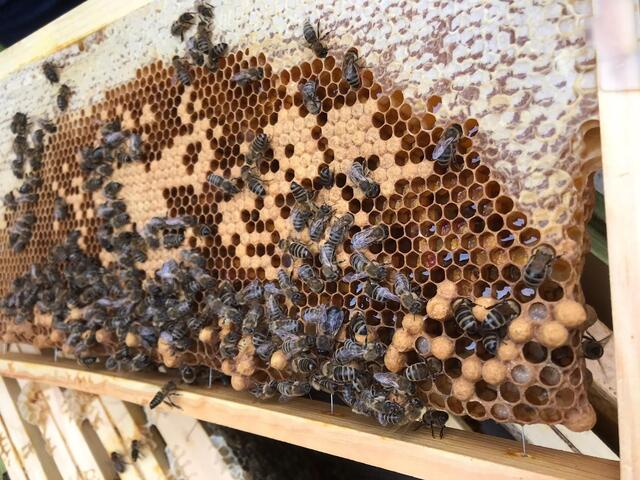 Die Sonderausstellung im Währinger Bezirksmuseum zeigt das Leben und die Entwicklung der Bienen in Wien. | Foto: Edith Panzenböck