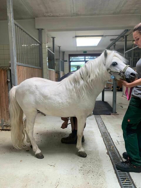 "Wickie" ist nun in den besten Händen | Foto: TSA