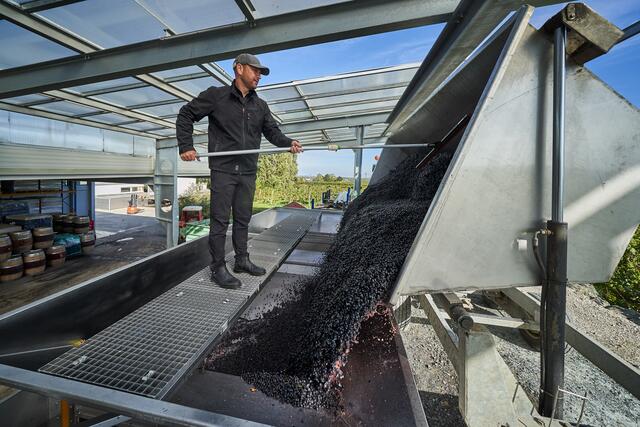 Mit der Weinlese des Weinguts K+K Kirnbauer wurde bereits begonnen.