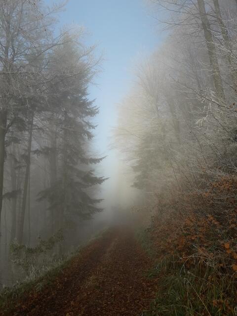 Rund um die Allerheiligenzeit wird es still - auch in der Natur | Foto: Wolfinger