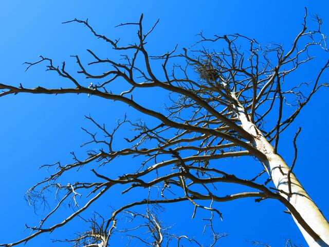 Abgestorbenen Baum im Bleiberger Hochtal.
