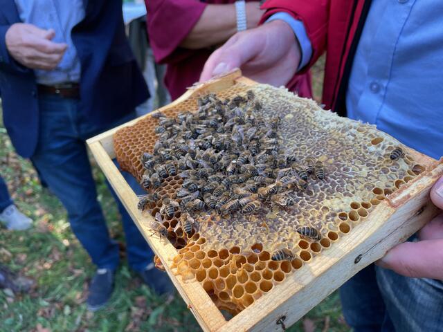Bienen in Bewegung: Auf diesem Rähmchen tummeln sich die fleißigen Bienen rund um ihre Königin, die mit einem kleinen Punkt markiert ist.