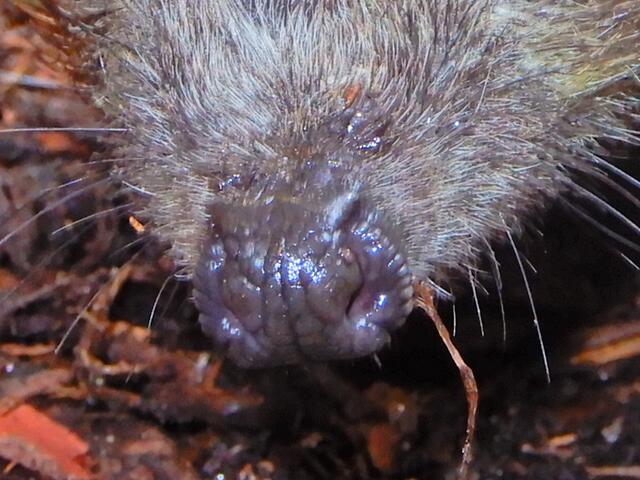 Ich ersuche die Leser, die gleich erkennen, worum es hier geht, mit ihrer Antwort noch ein wenig zu warten...