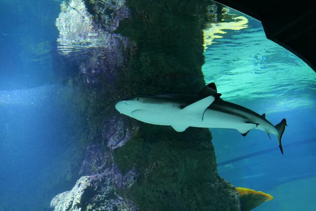 Vier Riffhaie nennen das neue Aquarium ihr Zuhause.  | Foto: Markus Spitzauer 