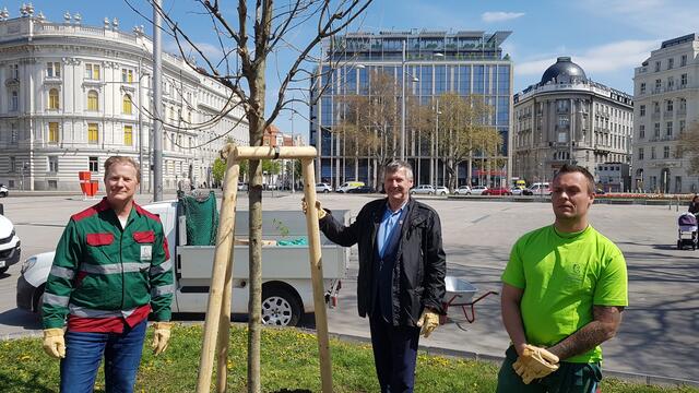 Am Schwarzenbergplatz wurden heuer Bäume gepflanzt. | Foto: BV3