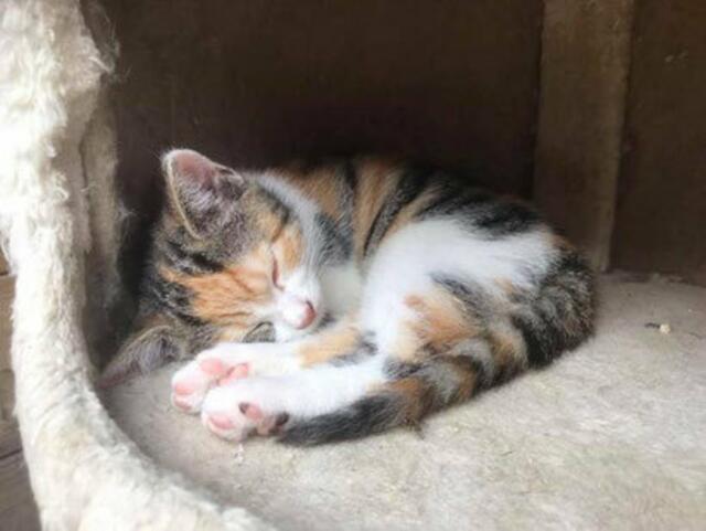 Im Tierheim werden derzeit über 100 Katzen versorgt. Die Stubentiger freuen sich über Futter- oder Spielzeugspenden. | Foto: www.tierseelenhoffnung.at