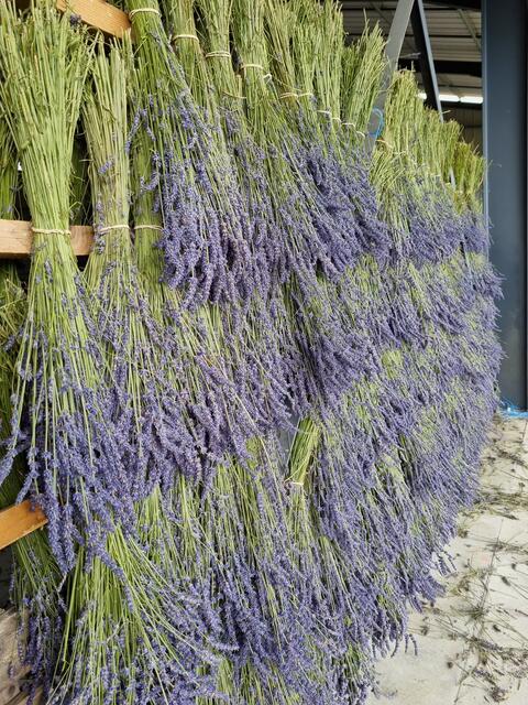 Der geerntete Lavendel trocknet in Frankreich zu Bündeln gebunden an der Luft. | Foto: Biokompetenzzentrum Schlägl