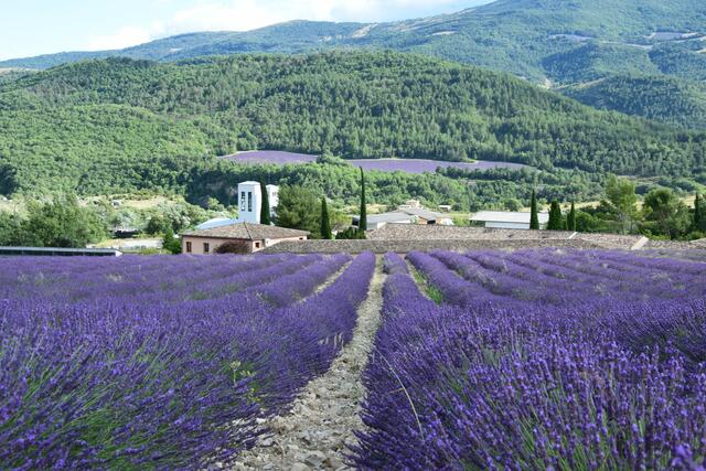 Lavendelfelder und Lavendelernte in Frankreich. | Foto: Biokompetenzzentrum Schlägl