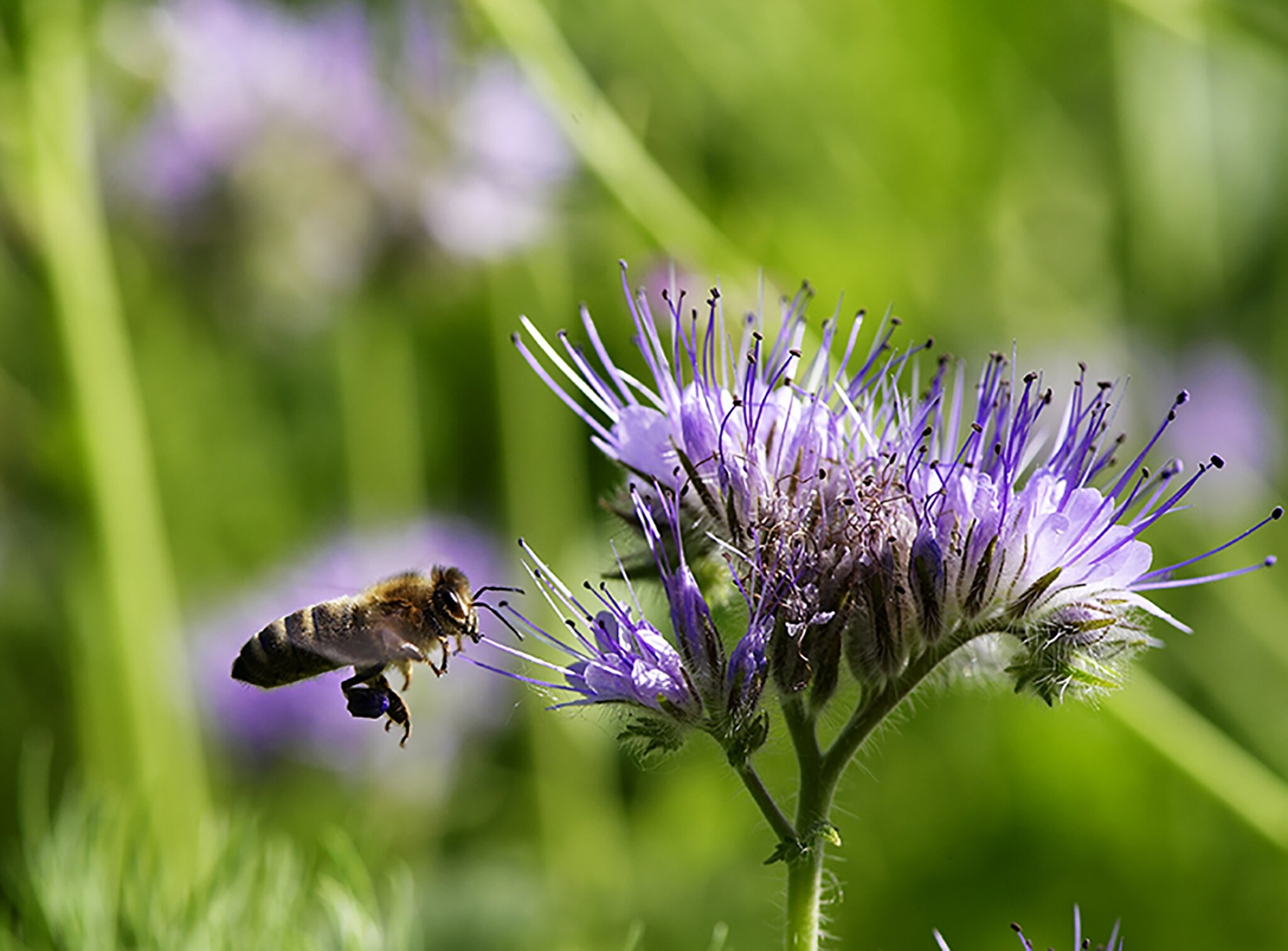 Natur im Garten Die Gründüngung verbessert den Boden Tulln
