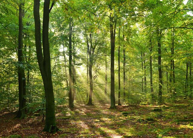 Waldbaden ist Psychohygiene pur.  | Foto: kwasny222/panthermedia