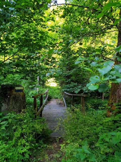 Die Willersdorfer Schlucht tritt im Burgenland als "Schönster Platz 2021" an. | Foto: V. Baum