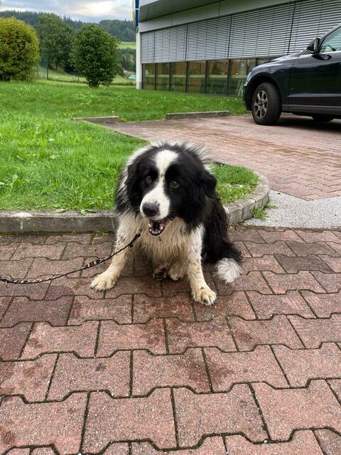 Der Hund kam völlig verwahrlost von seinem Weg von Eugendorf in Hallein an. | Foto: Polizei