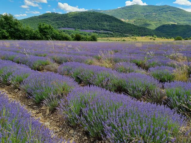 Blühende Lavendelfelder in der nördlichen Provence. | Foto: Biokompetenzzentrum Schlägl