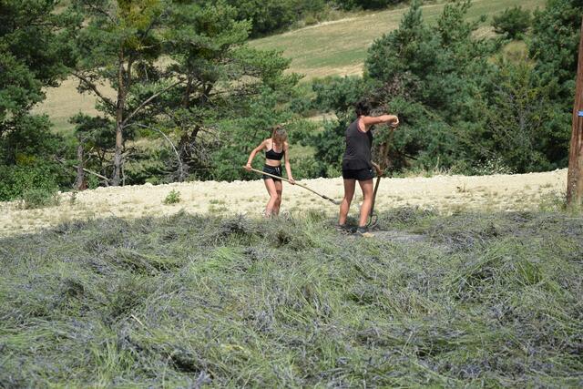 In Frankreich wird viel noch händisch geerntet. | Foto: Biokompetenzzentrum Schlägl