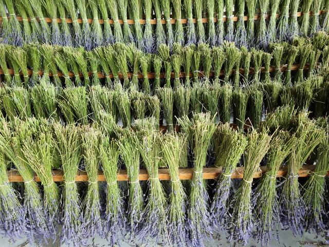 Der geerntete Lavendel trocknet in Frankreich zu Bündeln gebunden an der Luft. | Foto: Biokompetenzzentrum Schlägl