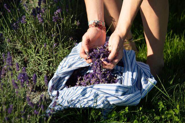 Frisch geernteter Mühviertler Granit-Lavendel. | Foto: Christian Fidler