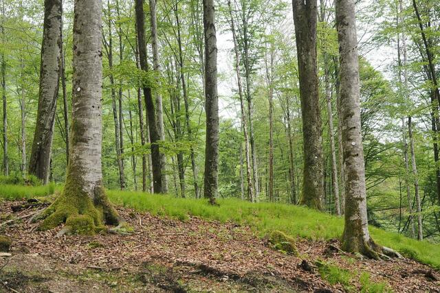 Immer mehr Menschen wünschen sich eine Beisetzung in der Natur - wie hier im Waldfrieden Steyrling | Foto: Waldfrieden Steyrling