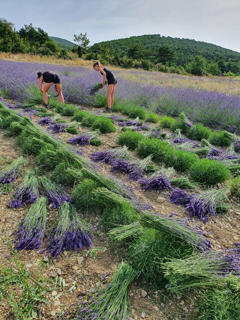 Lavendelernte in Frankreich. | Foto: Biokompetenzzentrum Schlägl