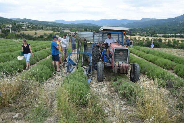 Vertreter des Projektkonsortiums „Mühlviertler Granit-Lavendel“ konnten sich in der Provence ein Bild von der dortigen Lavendelernte machen. | Foto: Biokompetenzzentrum Schlägl