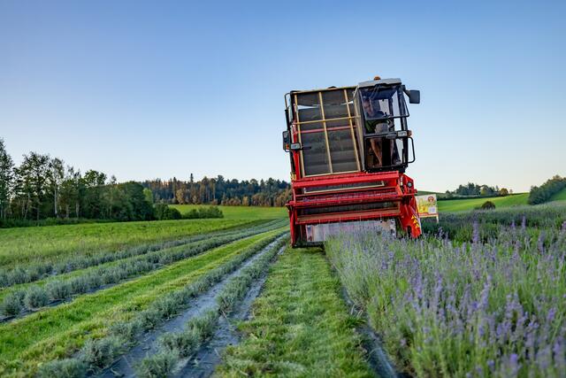 Landwirt Josef Peer bei der ersten Lavendelernte im Mühlviertel. | Foto: Christian Fidler