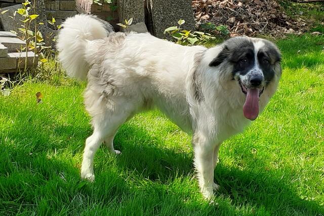 Ben wird nur an erfahrene Menschen mit Garten abgegeben. | Foto: Tierheim Reutte