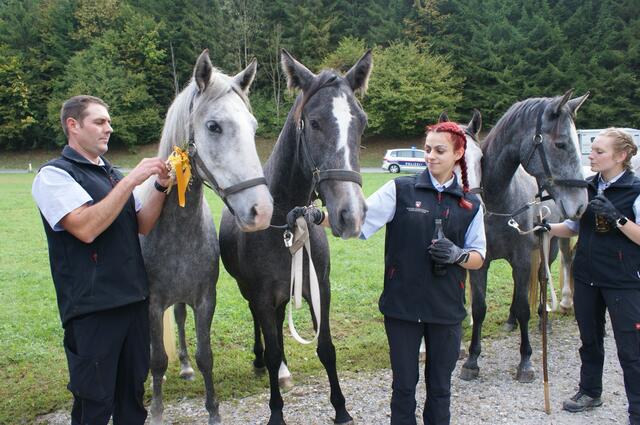 Gemeinsam wurden die Lipizzaner geschmückt. | Foto: Sabathi