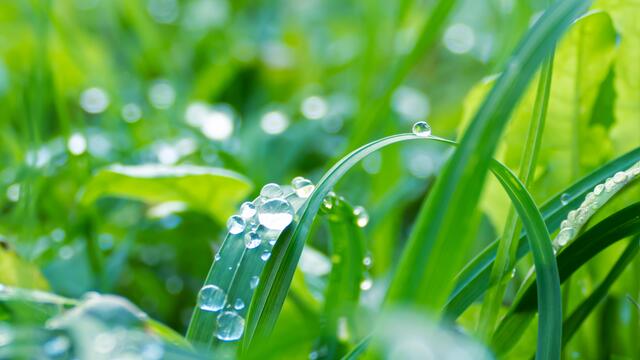 selbst eine einfache Wiese vermag wunderschön auszusehen