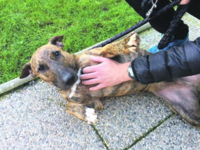 Am 4. Oktober ist der internationale Welttierschutztag. | Foto: KK