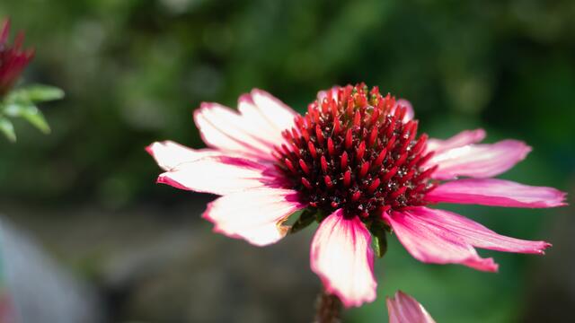 Die Echinacea gehört zu den Heilpflanzen und hier einfach als Fotomotiv ebenso geeignet.