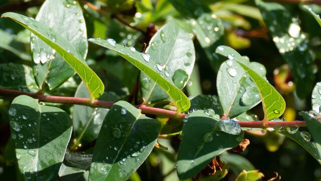 Wassertropfen sind immer ein beliebtes Motiv.