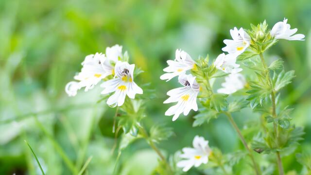 der Augentrost vermag so manche Augenleiden zu lindern