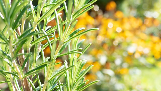Rosmarin sollte in keinem Kräutergarten fehlen