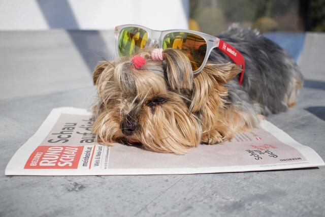 Gewinne mit deinem Hunde-Lieblingsfoto eines von zehn Verwöhn-Paketen!