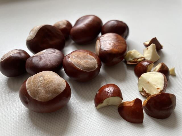 Aus Rosskastanien kann man ganz leicht Waschmittel herstellen.  | Foto: Julia Gerold