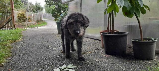 Lucy ist auf der Suche nach einem Wunder: Er ist ein Pudelmischlung und schon etwas älter. | Foto: Pfotenhilfe