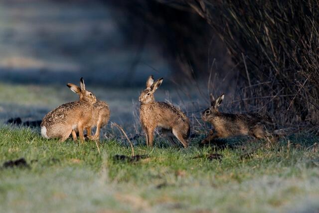 1.889 Hasen haben die Jäger im Bezirk Braunau in der vergangenen Jagdsaison erlegt.  | Foto: Franz Reinthaler