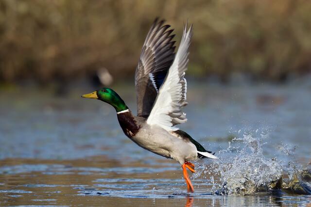2.303 Wildenten wurden in der Saison 2020/21 im Bezirk Braunau erlegt. | Foto: Franz Reinthaler